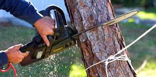 Why Choose Our Tree Removal Services in Moapa Valley, NV?