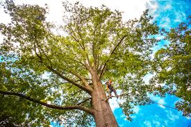 Best Emergency Tree Removal  in Moapa Valley, NV