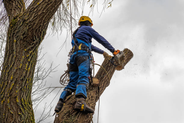 Reliable Moapa Valley, NV  Tree Services Solutions