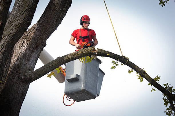 Best Tree Preservation Services  in Moapa Valley, NV